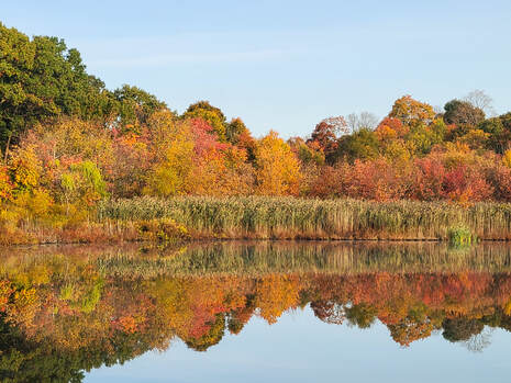 Fall Foliage picture showing red, orange, yellow and green colors in the water reflection of trees