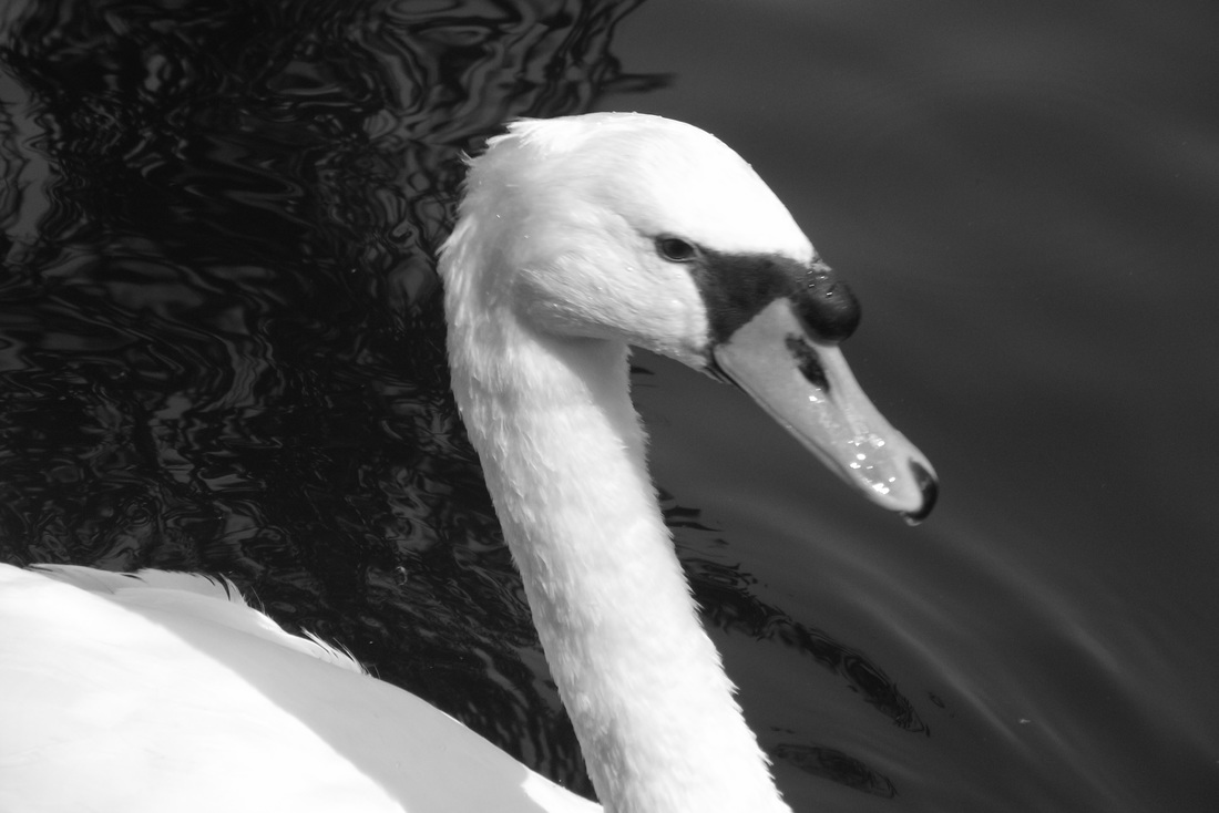 High contrast black and white image of swan on lake