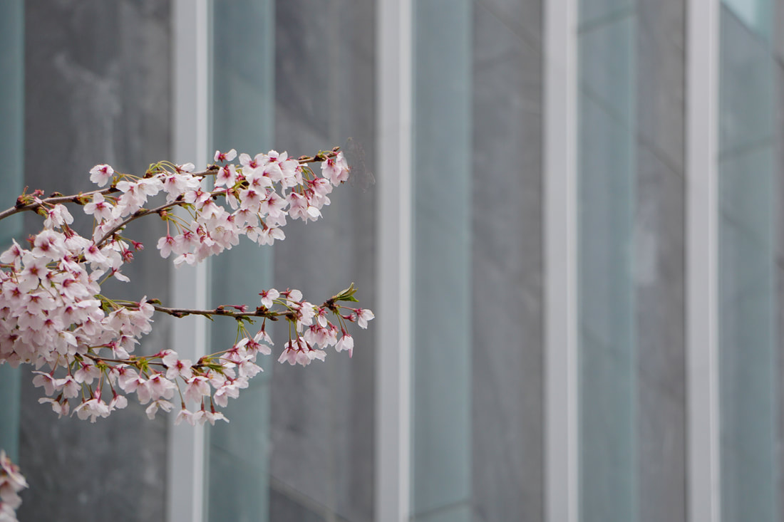 Negative Space Picture of blossoms next to a building