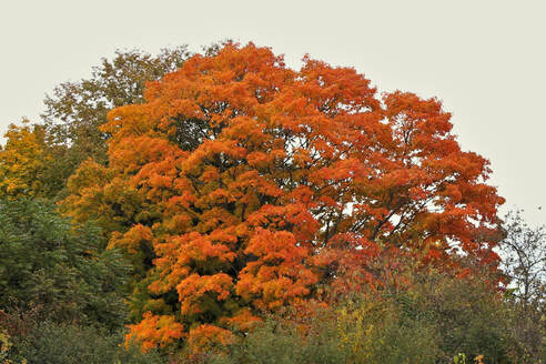 Picture of colorful fall foliage showing orange leaves