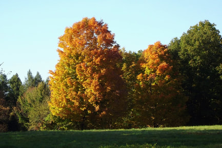 Picture of trees showing fall foliage with deep shadows on one side
