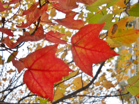 Picture of Red and Yellow Leaves in a tree