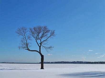 Picture of solitary tree in snow with a clear blue sky