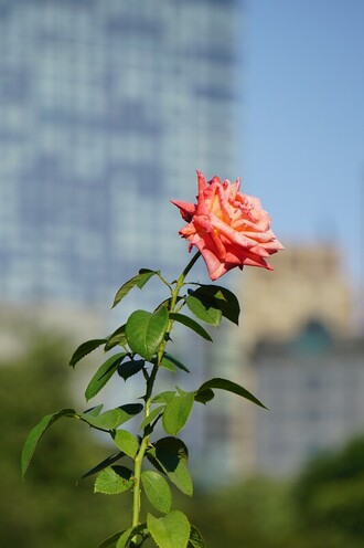 Negative Space Picture of a rose with a blurred city background